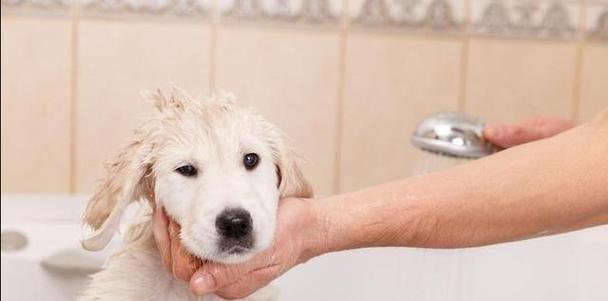如何在家给宠物狗洗澡（宠物狗洗澡技巧与注意事项）