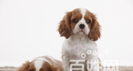 如何选择最适合的查理王小猎犬作为宠物（关注健康、性格和训练的关键点）