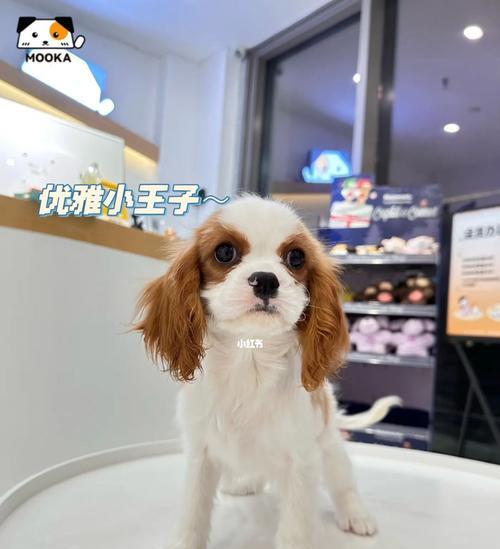 如何训练查理王犬吠叫（宠物主人必读！15个步骤帮助您训练查理王犬吠叫）