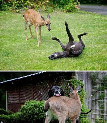 如何训练大丹犬不咬人（宠物养成必知，建立良好的人犬关系是关键）
