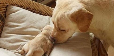 哺乳期宠物狗的细心呵护（怎样照顾哺乳期的狗狗才能确保它们的健康成长？）