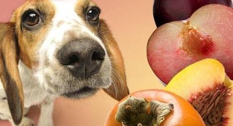 狗狗消化不良的预防与治疗（如何使你的宠物保持健康的消化系统）