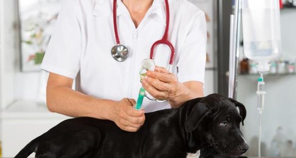 犬低血糖症预防措施（宠物主人应该知道的关于预防犬低血糖症的实用方法）