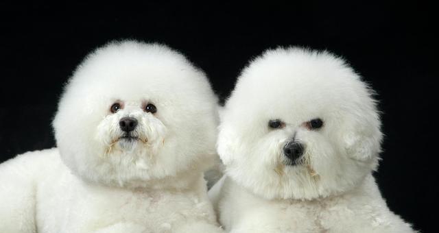 如何正确护理宠物狗狗的毛发？（打造亮丽健康的毛发，让你的狗狗更加可爱）