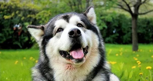 以阿拉斯加雪橇犬为宠物的饲养准则（打造一个健康、快乐的雪橇犬家庭）
