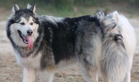 揭秘阿拉斯加雪橇犬的身材特点（深入了解宠物阿拉斯加雪橇犬的标准体型）