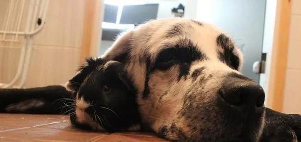 斑点犬眼睛和耳朵的护理（重视宠物健康，从眼睛和耳朵开始）