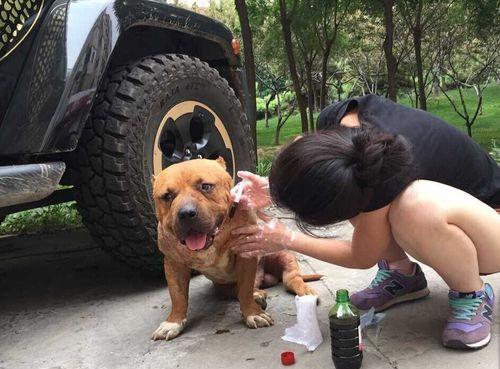 比特犬拉肚子的常见原因（探究比特犬拉肚子的多种病因和预防措施）