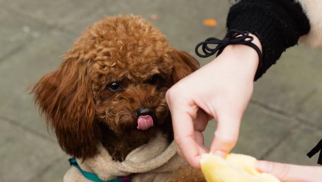 狗狗绝不能吃的五类食物（如何保护你的爱犬不吃坏东西）