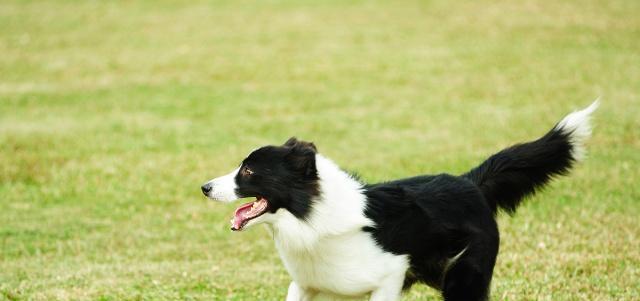 边境牧羊犬的运动及训练（为你的爱犬增加运动量，培养健康习惯）