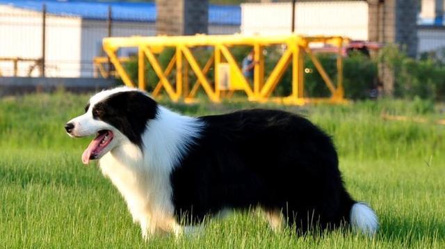 教你如何训练边境牧羊犬握手，让它成为你的得力助手（以宠物为主，用简单易懂的方法让你的边牧学会握手）