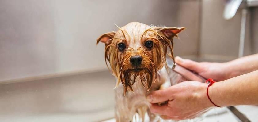 如何给宠物狗狗洗澡？（铲屎官必看的狗狗洗澡指南）