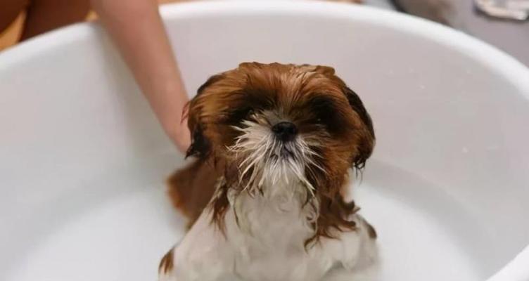宠物狗狗洗澡的注意事项（让你的狗狗洗得健康快乐）