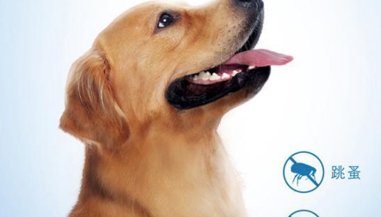 宠物狗犬饲养指南（打造健康、快乐的宠物生活）