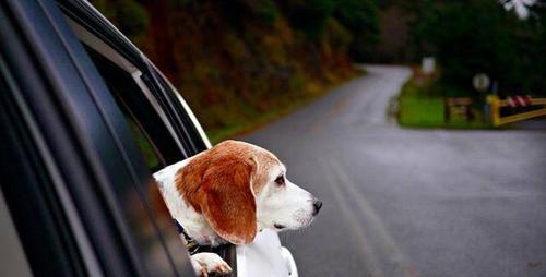 带狗狗坐车必知（关于宠物乘坐汽车的安全和舒适性，需要注意哪些事项？）