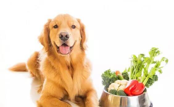蛋白质是狗狗饮食中不可或缺的重要营养素（狗狗饮食中蛋白质的来源与影响）