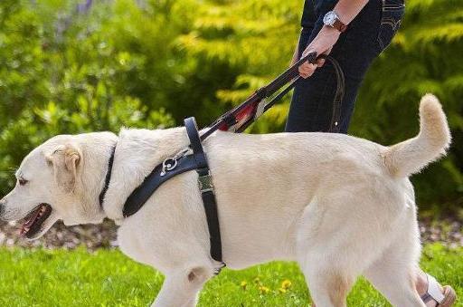 导盲犬是如何培训成为眼睛的？（揭开导盲犬培训的神秘面纱，了解训练过程与要求）