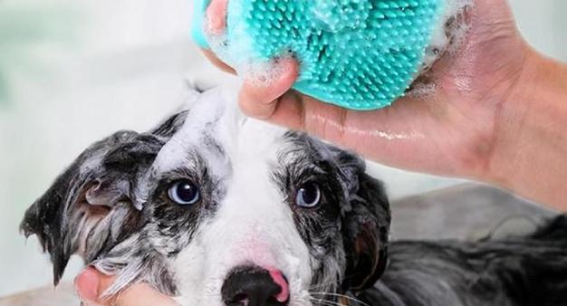 定期洗澡对宠物狗的必要性（为什么要给狗狗定期洗澡？如何正确给狗狗洗澡？）