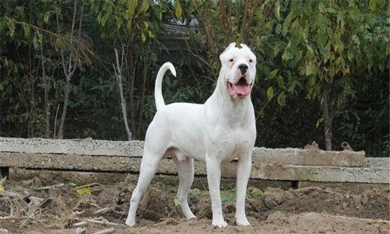 如何解决杜高犬喜欢护食问题（以宠物为主，学会正确的喂食方式）