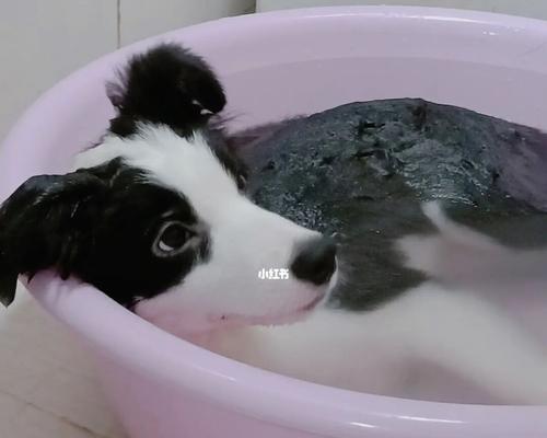如何给宠物狗狗洗澡（洗干净宠物狗狗的注意事项与步骤）