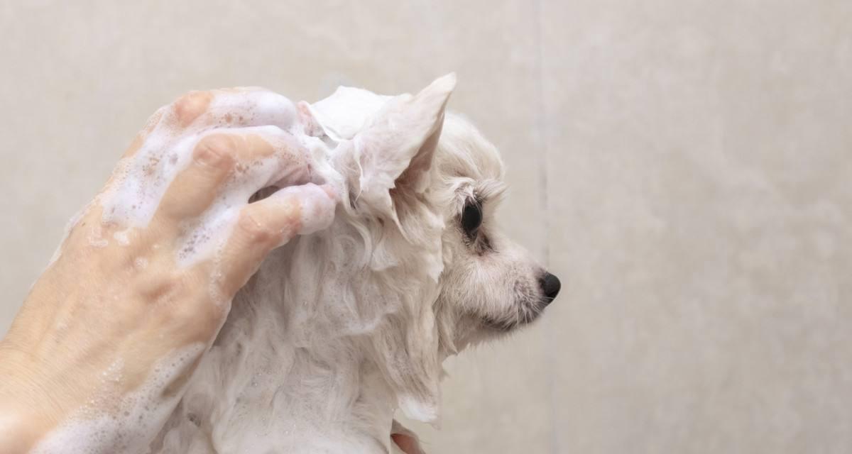 如何正确给宠物狗洗澡（注意事项让狗狗洗澡更舒适）