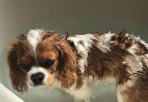 如何给宠物狗洗澡？（简单几步，让你的狗狗焕然一新）