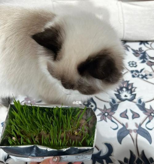 给猫咪吃猫草的好处（为什么猫咪需要吃猫草？猫草的功效与作用）