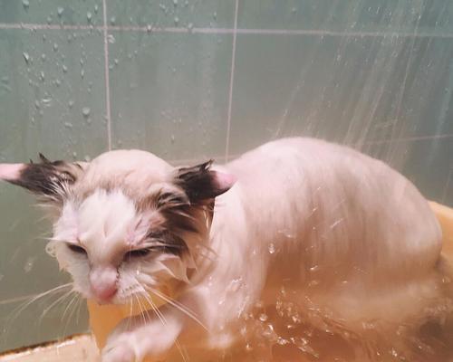 如何给猫咪洗澡？（掌握这些技巧让洗澡成为一件愉快的事情）