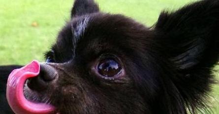 狗狗鼻子不黑的原因解析（探究狗狗鼻子颜色与健康的关系）