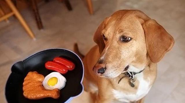 当你的狗狗吃太多时——注意这些反应！（如何避免狗狗过度进食？）