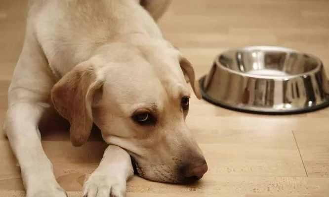 让狗狗吃狗粮的好处，你知道吗？（探究狗狗吃狗粮的重要性和好处，以及如何选择合适的狗粮。）