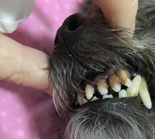 宠物狗牙结石的治疗方法（如何预防和治疗狗狗牙结石？——宠物医生为您解析）