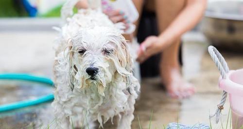 合理洗澡频率，让宠物更健康（狗狗洗澡时间间隔如何选择？）