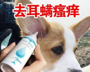 治疗狗狗耳螨的有效药物推荐（以宠物为主，为您提供耳螨治疗方案）