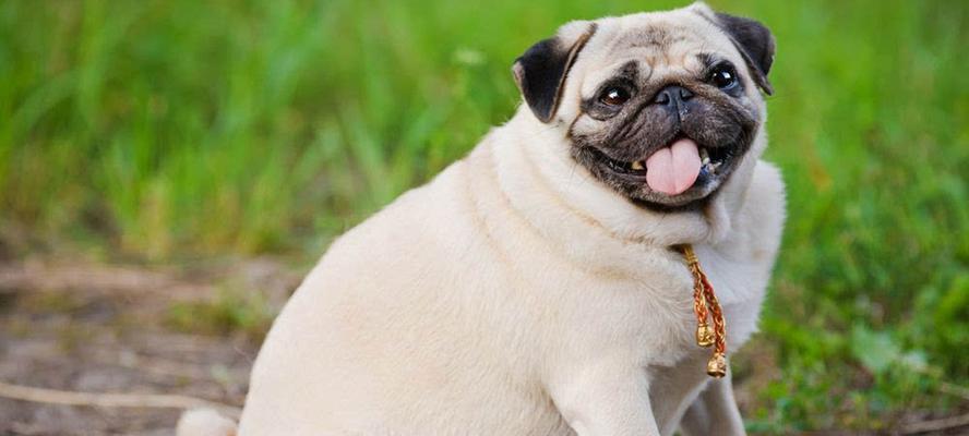 狗狗发胖的原因及解决方法（为什么狗狗会发胖？如何让狗狗健康减肥？）