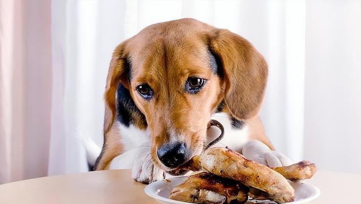 宠物狗能否经常食用骨头？（探讨狗狗是否适合常吃骨头，骨头是否有益处）