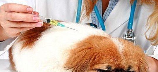狗狗感冒和传染病的区别（以宠物为主，如何预防和治疗）