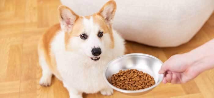 宠物狗狗如何正确地吃饭和零食？（宠物营养健康，从正确饮食开始！）