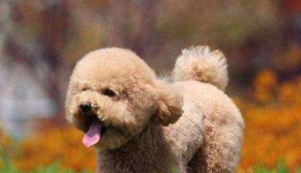为什么狗狗毛色会发黄？（探究毛色变化背后的原因，宠物护理小技巧。）
