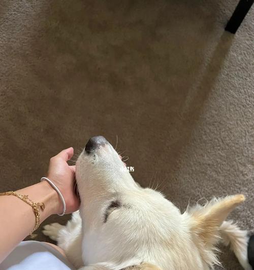 狗狗日常护理指南（善待你的宠物伙伴，让它健康快乐）