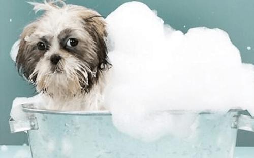 洗完澡的狗狗为什么会发抖？（宠物健康）
