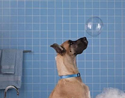 狗狗洗澡前后的注意事项（宠物的清洁与健康）