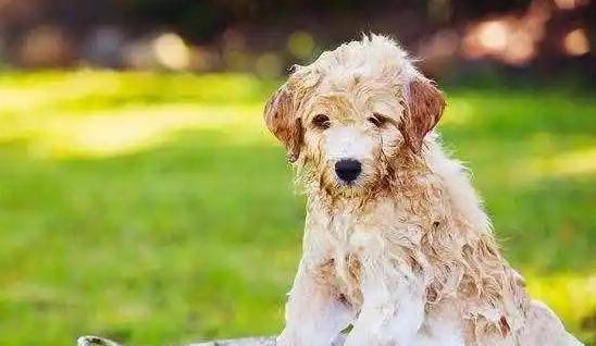 狗狗洗澡指南——宠物健康从日常护理开始（注意事项，护理技巧，温水浴好处，洗澡频率，常见误区）