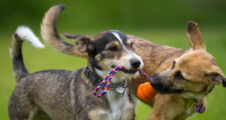 揭秘宠物狗的身体语言与行为心理学（从狗狗身上看懂它的情感和需求）