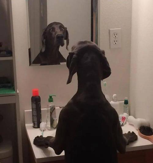 狗狗对镜子反应的秘密（揭秘宠物狗狗面对镜子时的行为及心理变化）