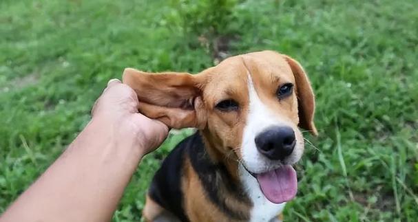 狗狗总是挠耳朵？小心耳部疾病！（探究狗狗挠耳朵的原因，如何预防和治疗？）
