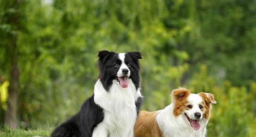 揭秘狗狗最怕的六件事（宠物养护，你知道狗狗最害怕什么吗？）