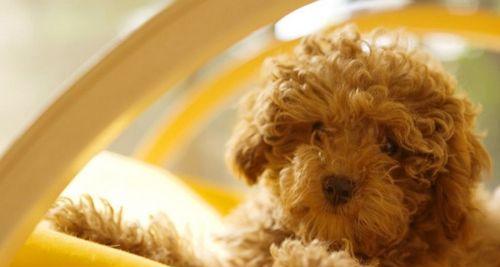 贵宾犬缺钙怎么办（科学补钙救救我的萌宠）