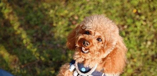 贵宾犬生病时的饮食注意（保持均衡饮食，提高治疗效果）