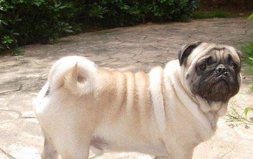 黑狼犬补充营养全攻略（宠物爱好者必读，如何为黑狼犬提供完美的饮食）